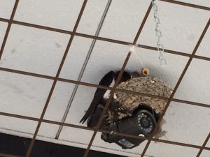 IMG_2883
